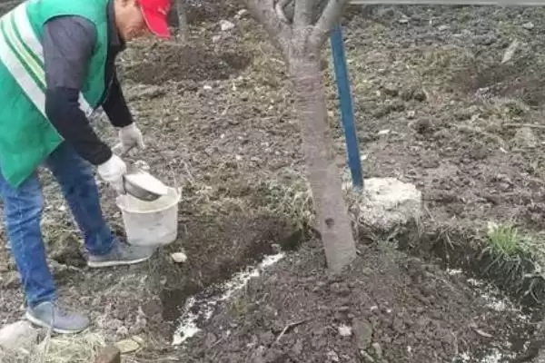 释迦果的施肥要点?给释迦果施肥要掌握哪些关键的施肥时间和方法?插图1 释迦果的施肥要点?给释迦果施肥要掌握哪些关键的施肥时间和方法?插图1