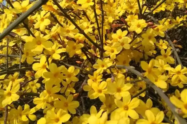 防治迎春花病害的方法和重点?防治迎春花病害要做好哪些细节?插图4 防治迎春花病害的方法和重点?防治迎春花病害要做好哪些细节?插图4