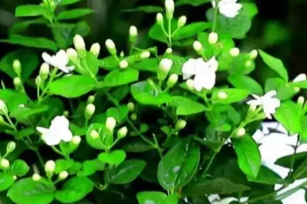茉莉花怎么养才能开花更多呢 ,茉莉花生长需充足光照才能开花多插图3