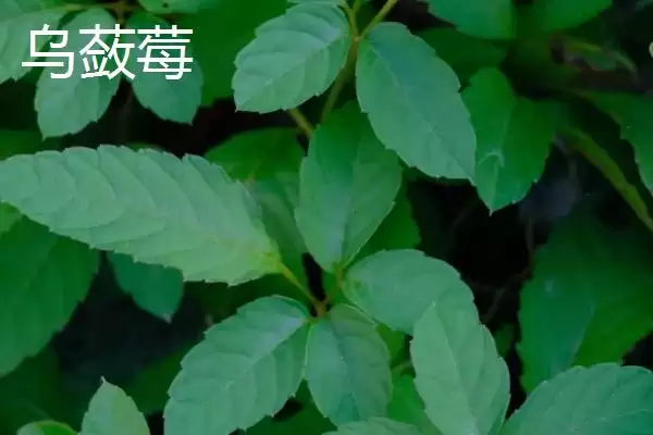 绞股蓝和乌蔹莓的区别 ,绞股蓝与乌蔹莓有何不同插图2