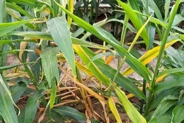 如何防治生姜姜瘟病？种植生姜防治姜瘟病要采取哪些防控手段？插图5