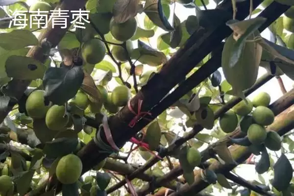 青枣成熟上市时间揭秘：不同品种上市时间差异原因插图2