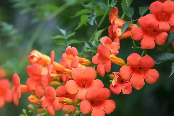 凌霄花的寓意内涵 ,凌霄花有哪些美好的寓意呢?插图3 凌霄花的寓意内涵 ,凌霄花有哪些美好的寓意呢?插图3