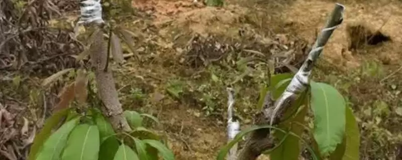 芒果树的嫁接方法有哪些 ,芒果树几月嫁接成活率高-会东网