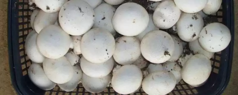 双孢菇的价格?了解双孢菇价格要分析哪些市场供需和品质影响因素?插图 双孢菇的价格?了解双孢菇价格要分析哪些市场供需和品质影响因素?插图