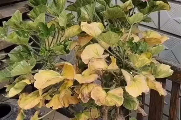 探寻养花叶子发黄原因的方法和重点？探寻养花叶子发黄原因要做好哪些细节？插图2