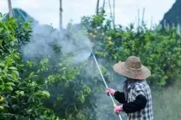什么时候打叶面肥效果好？喷施叶面肥把握最佳时机要考虑哪些因素？插图1