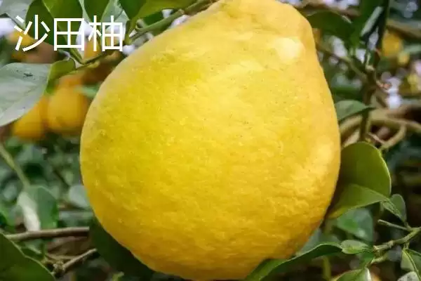 了解柚子成熟上市时间的方法和重点？了解柚子成熟上市时间要做好哪些细节？插图3