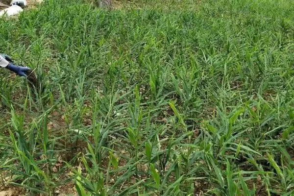 如何防治生姜姜瘟病？种植生姜防治姜瘟病要采取哪些防控手段？插图4
