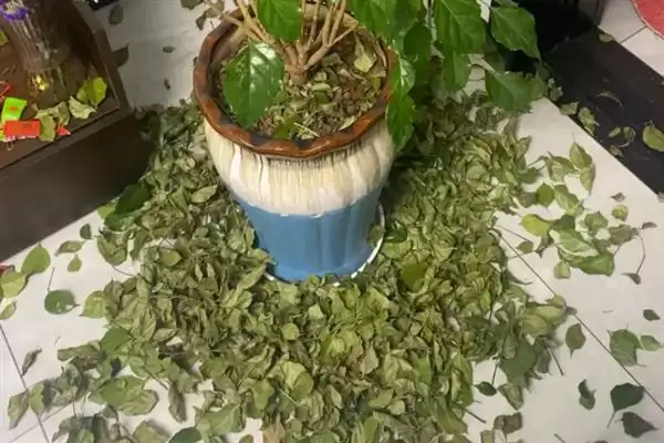 让幸福树在北方过冬的方法和重点？让幸福树在北方过冬要做好哪些细节？插图6