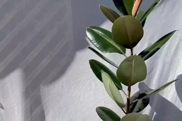 橡皮树养护难度的要点和判断？判断橡皮树养护难度需注意什么？插图8