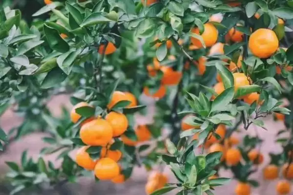 橘子最甜的时间 ,橘子在夏季和秋季为何最甜呢？插图1