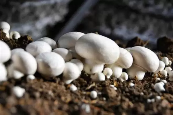 双孢菇的市场价格？分析双孢菇市场价格要考虑哪些市场波动和成本因素？插图1
