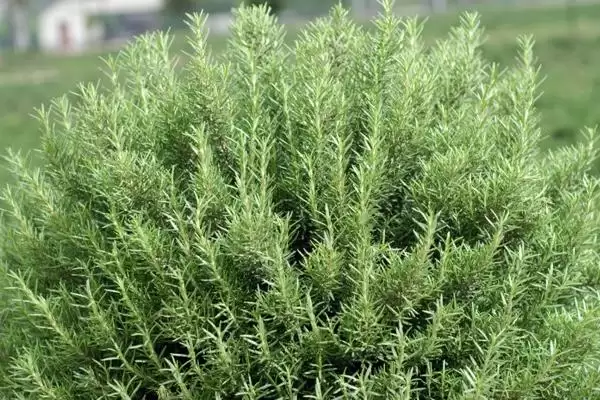 迷迭香的价格会有怎样的变化呢 ,迷迭香价格依地区、时间、季节浮动插图3