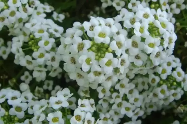 养香雪球使其多开花的方法和重点?养香雪球使其多开花要做好哪些细节?插图1 养香雪球使其多开花的方法和重点?养香雪球使其多开花要做好哪些细节?插图1