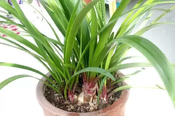 栽紫根兰小苗的方法和重点？栽紫根兰小苗要做好哪些细节？插图4