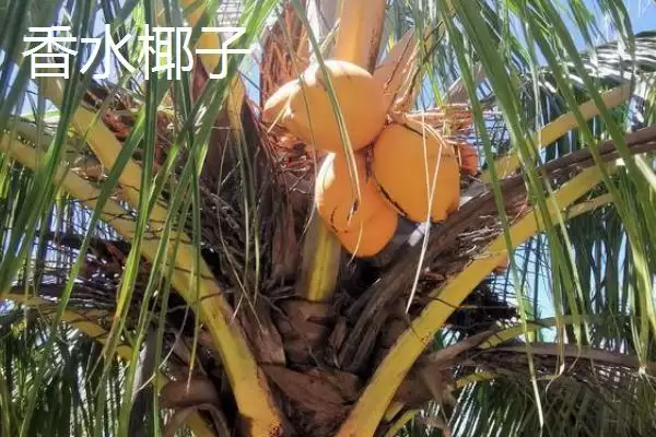 了解中国椰子主产地的方法和重点？了解中国椰子主产地要做好哪些细节？插图3