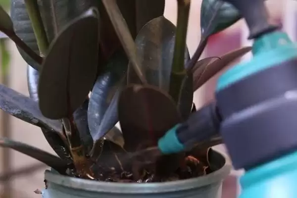 橡皮树养护难度的要点和判断？判断橡皮树养护难度需注意什么？插图2