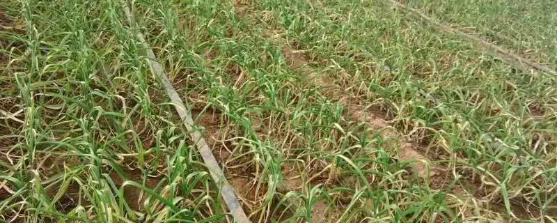种植可致富蔬菜的种类和要点？种植致富蔬菜需关注哪些品种？-会东网