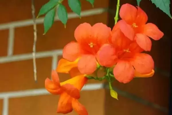 凌霄花的寓意内涵 ,凌霄花有哪些美好的寓意呢?插图1 凌霄花的寓意内涵 ,凌霄花有哪些美好的寓意呢?插图1
