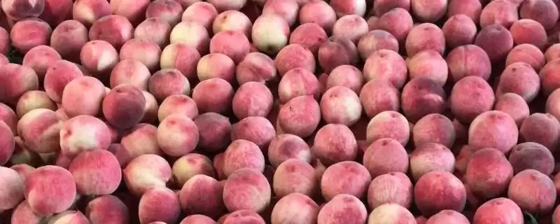 桃子如何保鲜？保鲜桃子要掌握哪些有效的储存方式和环境调控要点？-会东网