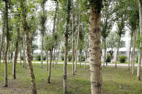 认识杨树特点的方法和重点？认识杨树特点要做好哪些细节？插图1