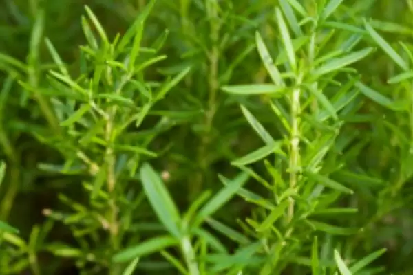 迷迭香的价格会有怎样的变化呢 ,迷迭香价格依地区、时间、季节浮动插图4