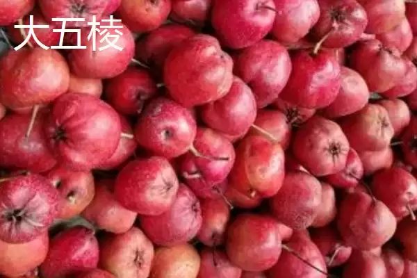 山楂树品种？认识山楂树品种要了解哪些关键的品种分类信息？插图4