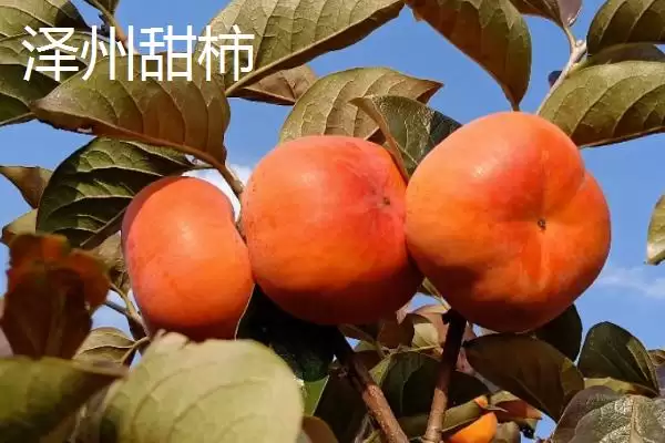 山西泽州的特产?了解山西泽州特产要掌握哪些具有代表性的产品?插图5 山西泽州的特产?了解山西泽州特产要掌握哪些具有代表性的产品?插图5