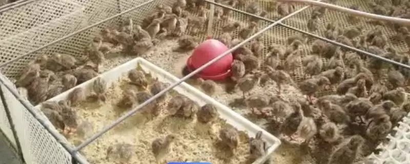 探寻养殖鹌鹑赔钱原因的方法和重点？探寻养殖鹌鹑赔钱原因要做好哪些细节？-会东网