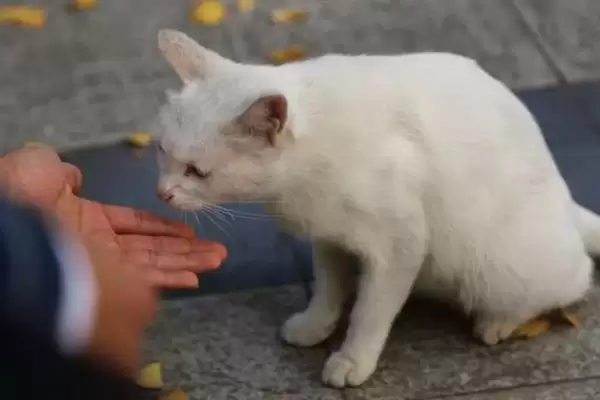 让猫咪变得粘人的方法？培养猫咪粘人习性要掌握哪些有效的互动和饲养方法？插图7