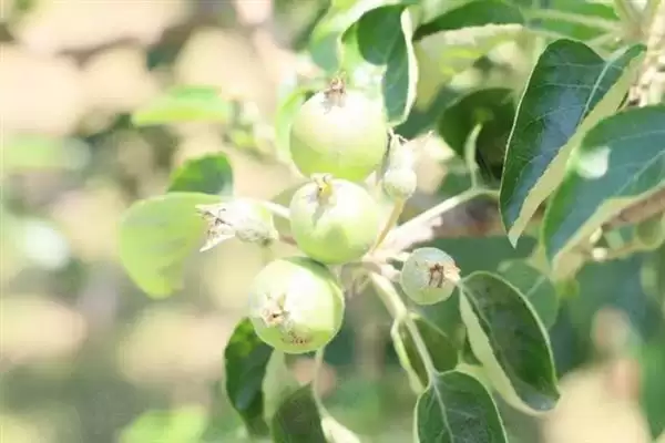 种植蜜柚促花保果的方法和要点？种植蜜柚花果管理需注意什么？插图3