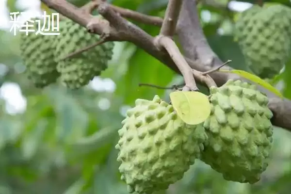 荔枝和释迦的区别 ,荔枝和释迦在哪些方面有不同？插图3