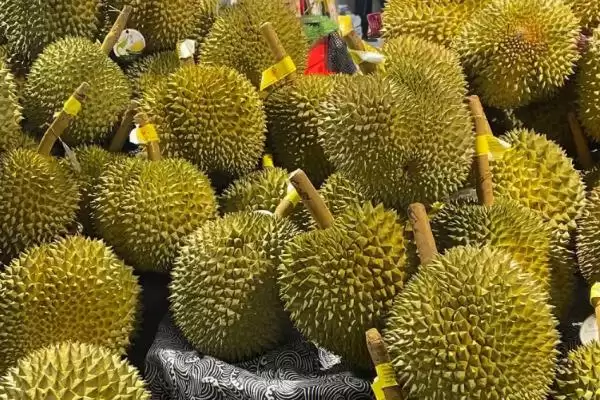 榴莲的英文名称 ,榴莲的英文名称是怎么来的呢?插图1 榴莲的英文名称 ,榴莲的英文名称是怎么来的呢?插图1
