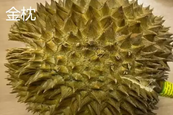 榴莲的英文名称 ,榴莲的英文名称是怎么来的呢?插图2 榴莲的英文名称 ,榴莲的英文名称是怎么来的呢?插图2