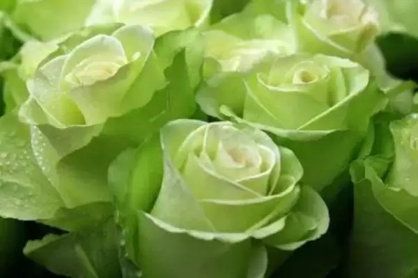 受欢迎的玫瑰花苗有哪些？认识受欢迎的玫瑰花苗要了解哪些品种优势？插图6