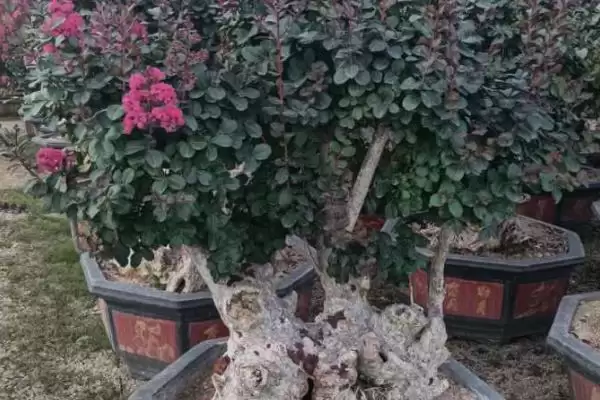 紫薇树的基本介绍和要点？了解紫薇树需关注哪些关键信息？插图6