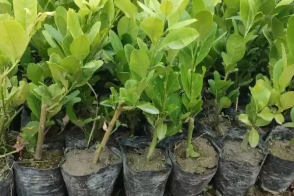 柠檬树小苗养护宝典：生长季节追肥的关键要点插图3