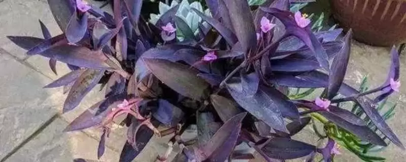 紫鸭趾草栽种的方法和要点？栽种紫鸭趾草要掌握哪些关键步骤？-会东网