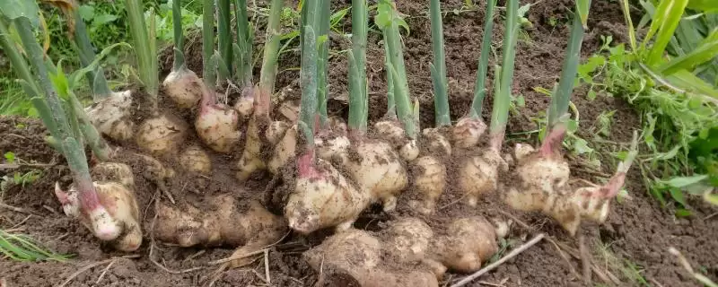 如何防治生姜姜瘟病？种植生姜防治姜瘟病要采取哪些防控手段？-会东网