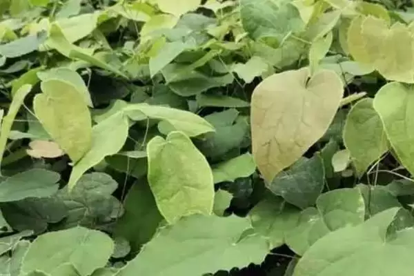 了解霪羊藿亩产斤数的方法和重点？了解霪羊藿亩产斤数要做好哪些细节？插图3