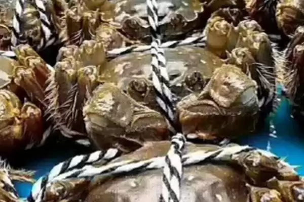 让螃蟹快速死的方法和重点？让螃蟹快速死要做好哪些细节？插图2