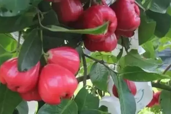 莲雾的价格范围 ,莲雾价格受哪些因素影响呢?插图2 莲雾的价格范围 ,莲雾价格受哪些因素影响呢?插图2