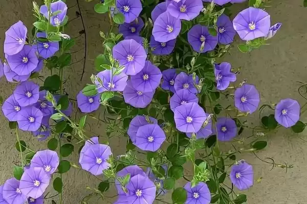 牵牛花晚上颜色奥秘:一般呈红色的奇妙现象插图1 牵牛花晚上颜色奥秘:一般呈红色的奇妙现象插图1