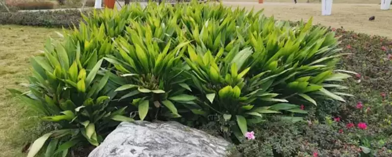判断一叶兰是否是万年青的方法和重点？判断一叶兰是否是万年青要做好哪些细节？-会东网