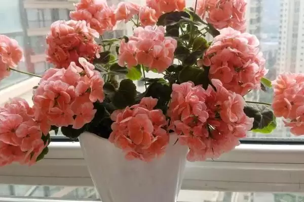 新手养花要注意的问题要点和关键提示？新手养花需关注哪些关键事项？插图5