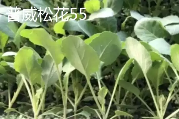 5元左右的价格成因插图6 5元左右的价格成因插图6