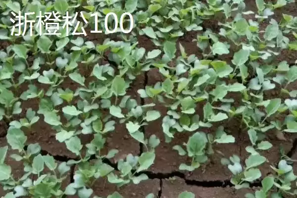 5元左右的价格成因插图8 5元左右的价格成因插图8