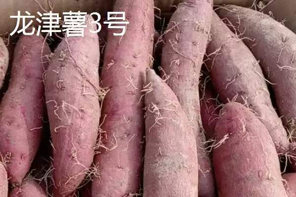 紫薯品种的种类和要点？了解紫薯品种需关注哪些关键信息？插图8
