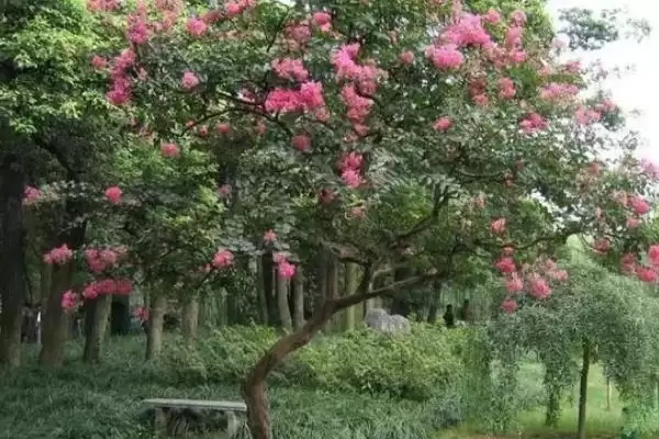紫薇树的基本介绍和要点？了解紫薇树需关注哪些关键信息？插图5